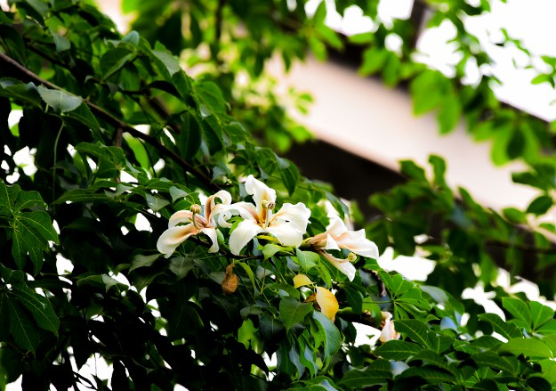 丝棉树花.jpg 丝棉树花.jpg