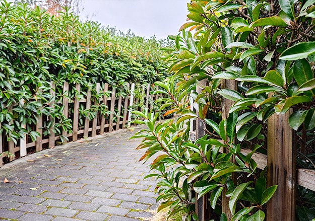 迷宫植物.jpg 迷宫植物.jpg