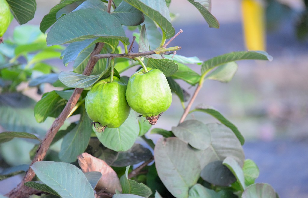 番石榴温室大棚