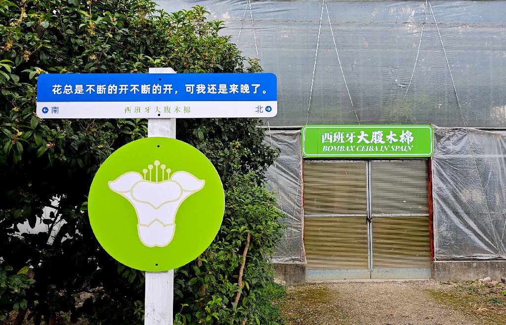 西班牙大腹木棉园